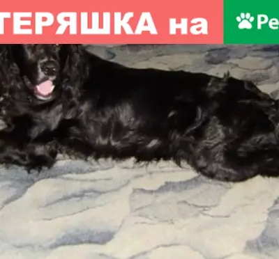Пропала собака на Войновке в Тюмени, черный спаниель.