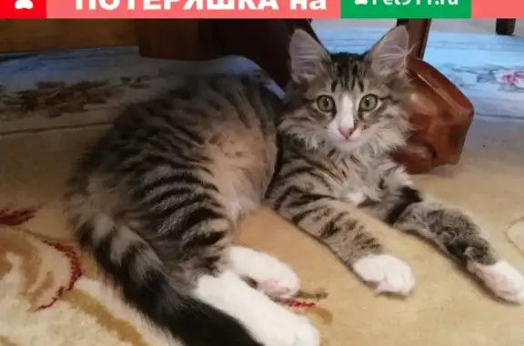 Найден мальчик-кот у дома в Альметьевске