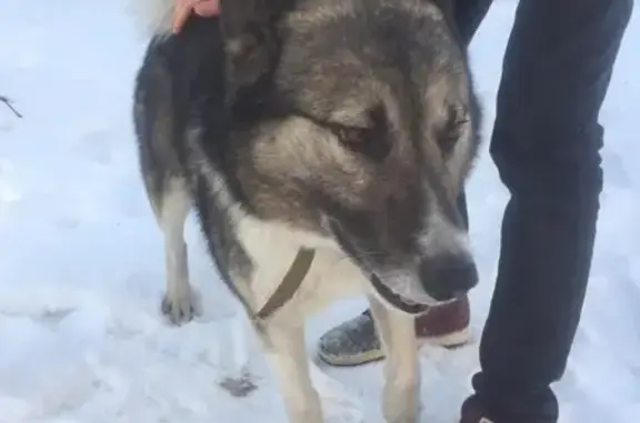 Найдена собака на Г.Исакова, Барнаул