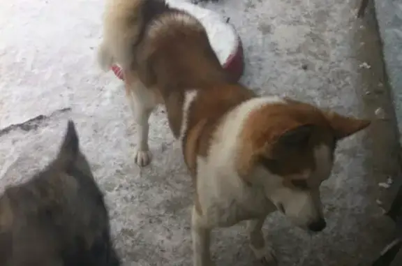 Пропала собака Валет в 9 м-оне, Ачинск