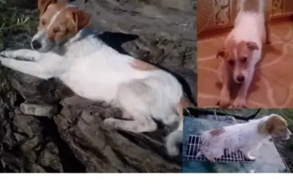 Пропала собака в Черногорске, похожа на Парсон Рассел терьера