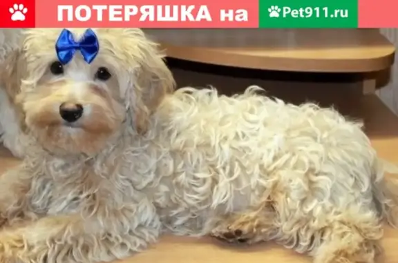 Пропала собака Нюша на 72 квартале, Новокуйбышевск