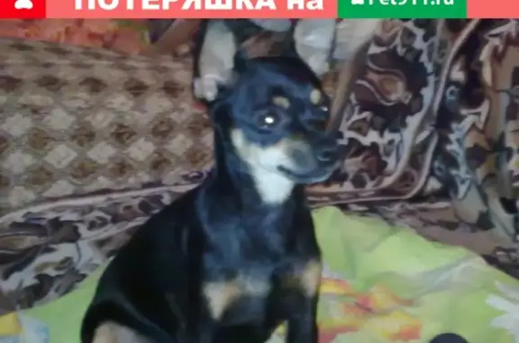 Пропала собака с тату и купированным хвостом в Торжоке