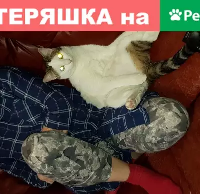 Пропала кошка в Заповедном, Владимирская область