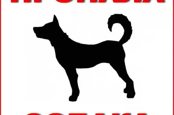 Пропала собака в Калуге, районы: Сухиничский, Кировский, Бетлицкий.