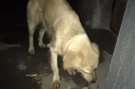 Найдена собака на пр. Героев-Североморцев в Мурманске