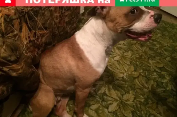 Найдена доброжелательная собака в Омске на Волховстрой.