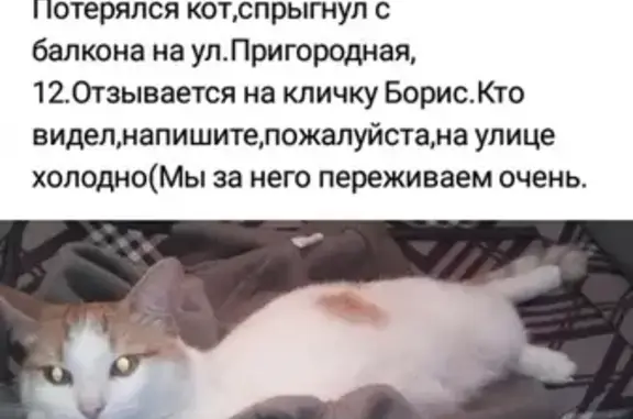 Пропала кошка на ул. Пригородная в Вологде