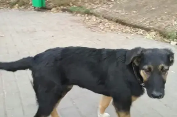 Найдена собака на Черкизовском пруду, Москва