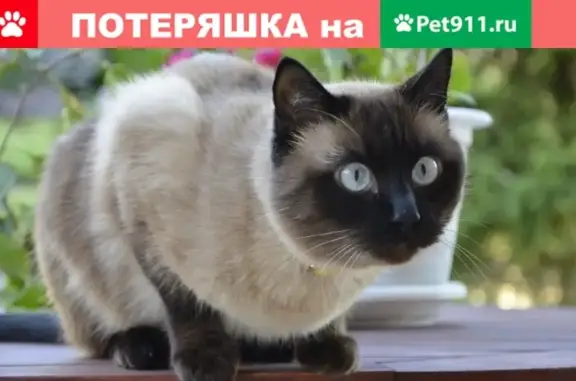Найдена кошка на улице Физкультурной, Кострома