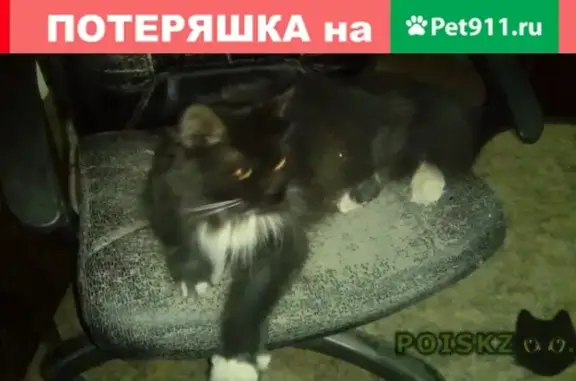 Найдена черно-белая кошка в Мытищах на ул. Комарова 2к2