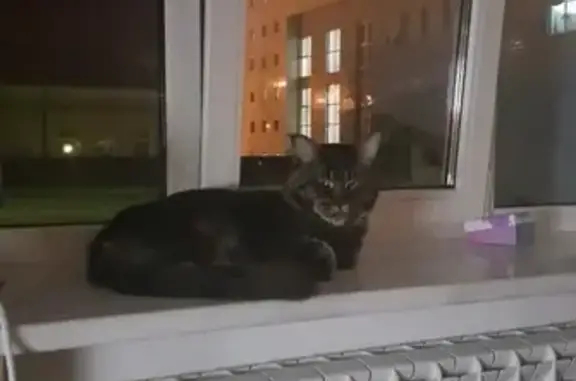 Кошки потеряшки, коттеджный посёлок Гельвеция, фото: Потеряшка черный кот в коттеджном поселке Гельвеция, Тульская область