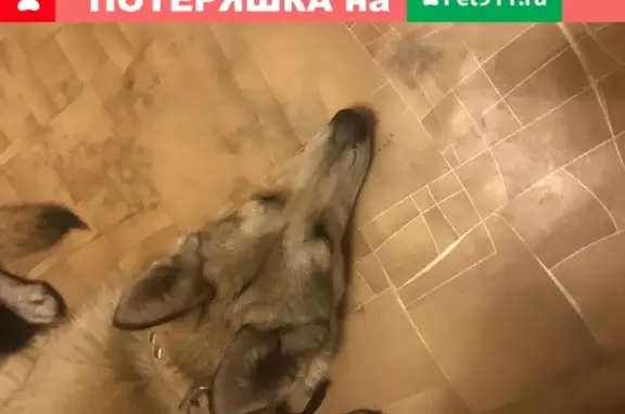 Собака найдена на улице Миллионщикова, Москва