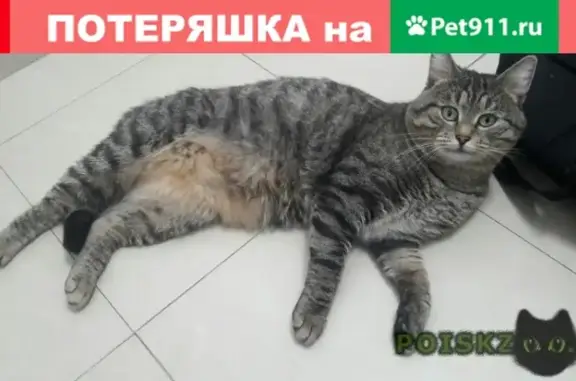 Найден кот в районе Раменки, Москва