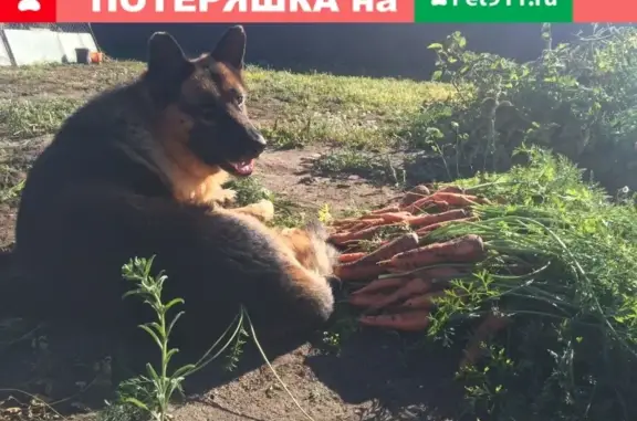 Пропала собака Рич, Иртышский поселок, Омская область