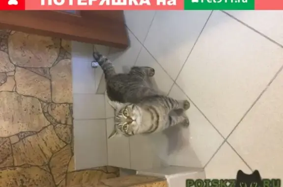 Найден котенок на ул. Севастопольская, г. Барнаул