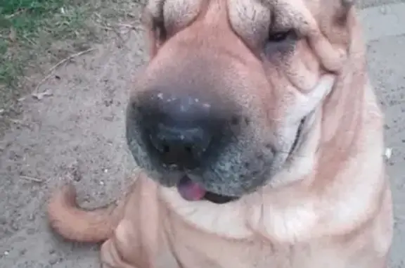 Пропала собака Элис в Дзержинске, Нижегородская область