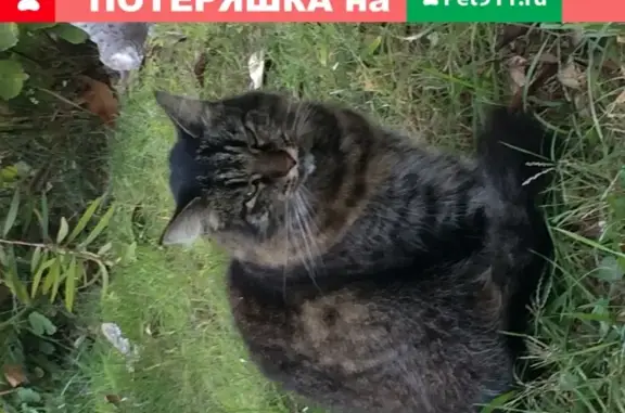 Найдена кошка в Сочи, микрорайон Донская