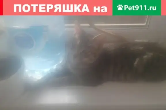 Пропал кот Васька в Чите! #потеряшкичита