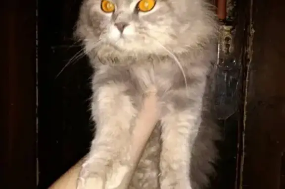 Найден домашний котик на ул. Чкалова, ищем хозяев