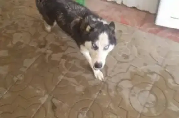 Пропала собака в Майкопе, Республика Адыгея