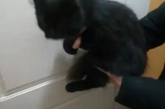 Найдена черная кошка в Сосновом бору, Чита.