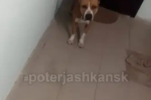 Найдена собака на ул. Связистов