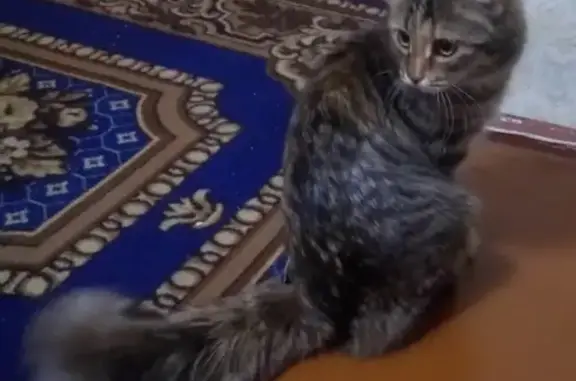 Пропала кошка в Забайкальском крае