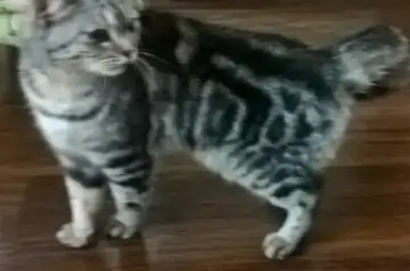 Найдена кошка на Иркутском 89 в Томске