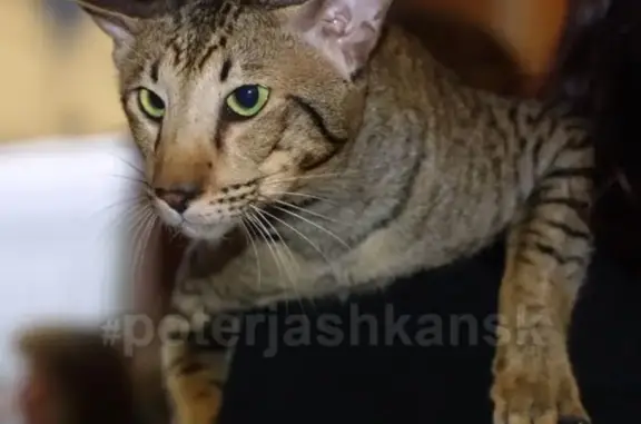 Кошки потеряшки, Новосибирск, фото: Потеряшка кошка в Плющихинском жилмассиве