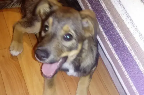 Найдена собака на Ульяновском проспекте ищет дом