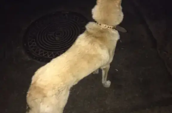 Собака найдена в Москве