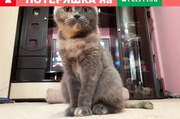 Пропала кошка в Усолье-Сибирском, ищем Соню!