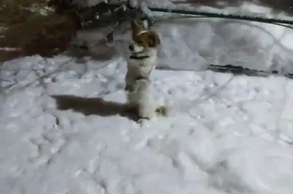 Найдена собака на Грузинской улице, Томск