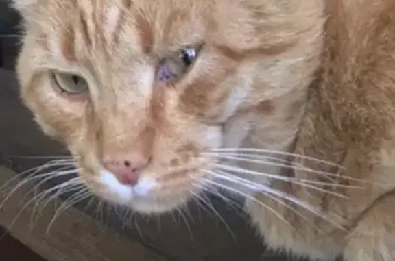 Кошки потеряшки, Тюмень, фото: Потеряшка кот Томик на Земляном Валу, Тюмень