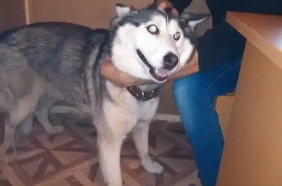 Найдена собака на Фонтанке 152 в Санкт-Петербурге