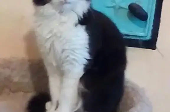 Объявления о пропавших и найденных животных, Смышляевка, фото: Пропал кот Васька на ул. Пушкина, Смышляевка