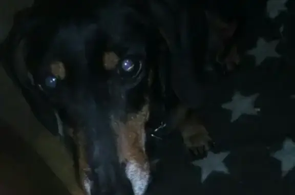 Собака-такса найдена в Калининграде