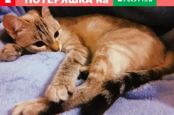 Пропала кошка 14.11 по адресу Добролюбова 1 (ИрГУПС) в Иркутске