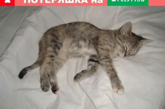 Найден котенок на улице Партизанской