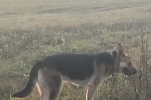 Пропала собака в д. Дмитровское, Заволжского с/п, Тверская область