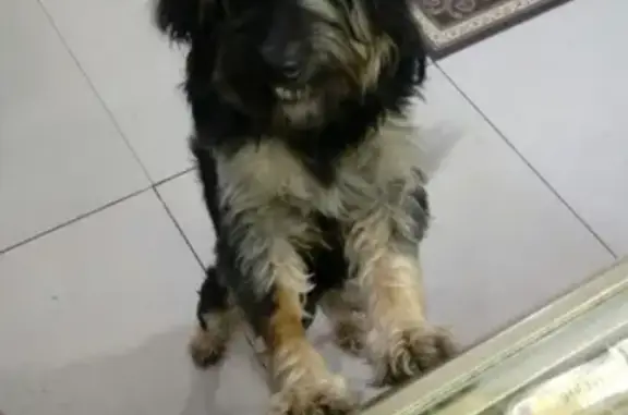 Пропала собака Чупа в Ухте, Республика Коми