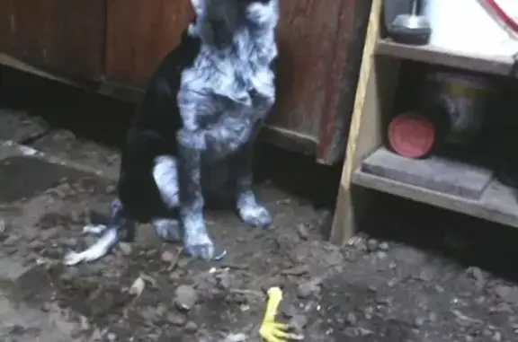 Найден щенок в Калуге, ищем хозяина