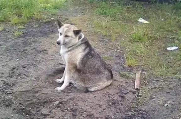 Пропала собака в Петрозаводске, помогите найти!