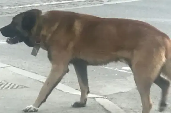 Найдена крупная рыжая собака на углу Татищева-Заводская (ВИЗ, Екатеринбург)