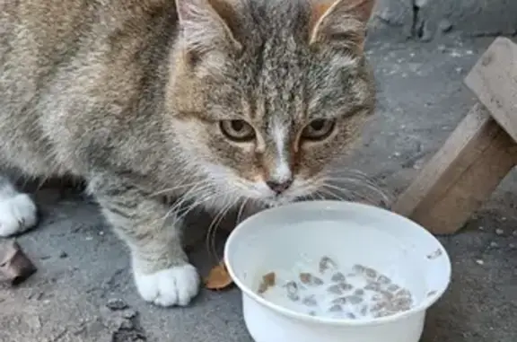 Найдена кошка на улице Мереняшева