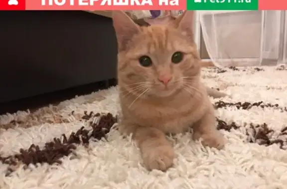 Молодая кошка найдена в Новой Сортировке, Екатеринбург.