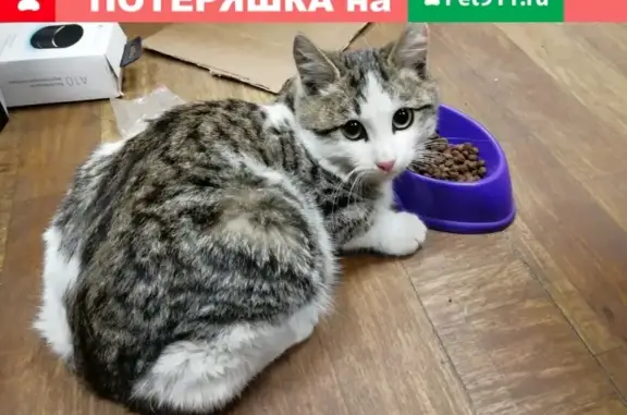 Найден молодой котик в районе бц Икар