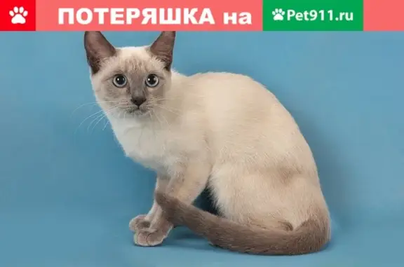 Найдена кошка СИМА, ищет новый дом! (Москва, Плетешковский переулок)