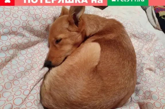 Пропала собака на Островского, Липецк!